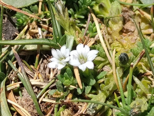 Blue-Dotted Gentian