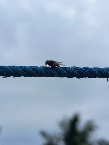 Common House Fly