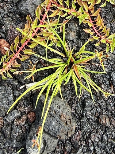 Cyperus haspan observed 2026-07-05
