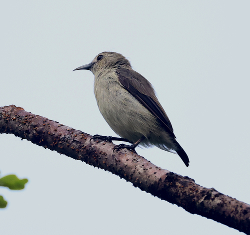 Nilgiri Flowerpecker (Dicaeum concolor), photo 5