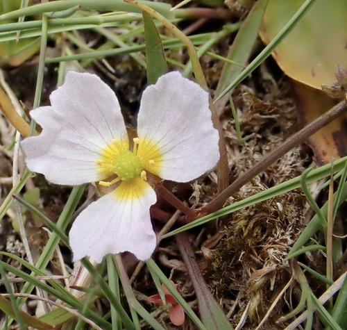 Baldellia ranunculoides, photograph 5
