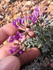 Astragalus amphioxys