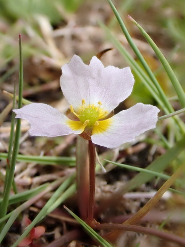 Baldellia ranunculoides, photograph 6