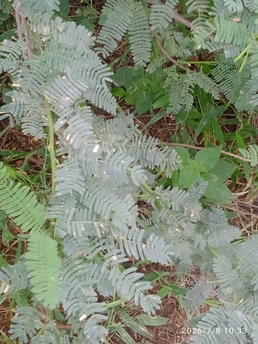 mesquite