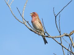 Haemorhous purpureus californicus