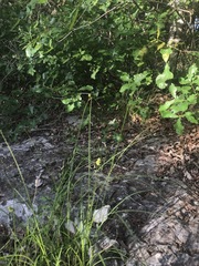 Carex planostachys