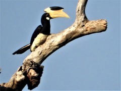 Anthracoceros coronatus