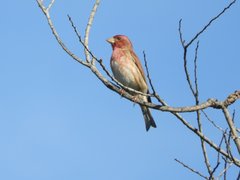 Haemorhous purpureus californicus