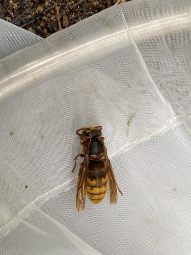 Korean Yellowjacket