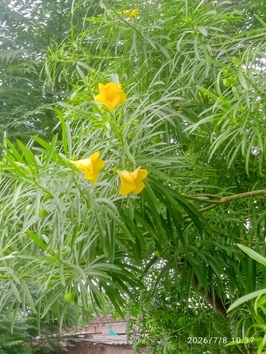 Be-still tree