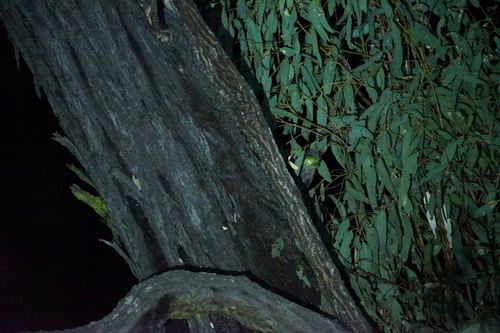 Green Tree Frog