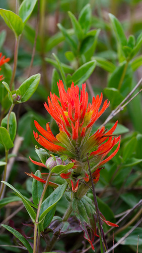 Castilleja chromosa, photograph 3