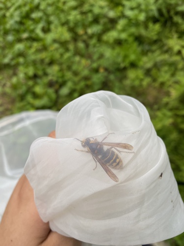 Median Wasp