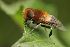 Palpada ruficeps