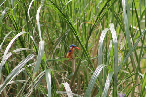 iNaturalist: (c) Christian, some rights reserved (CC BY-NC), uploaded by Christian iNaturalist image