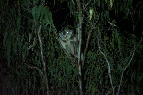 Koala