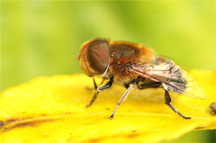 Palpada ruficeps