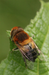 Palpada ruficeps
