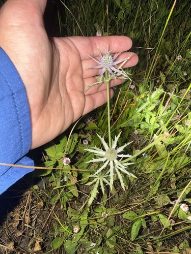 Eryngium hookeri, photograph 3