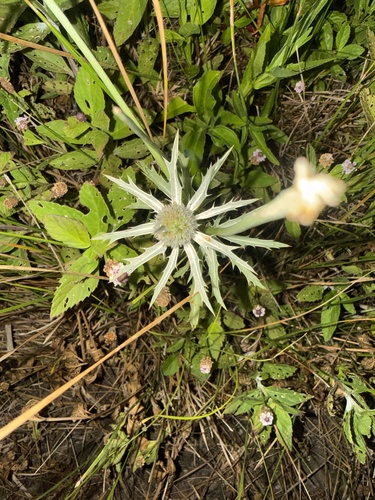 Eryngium hookeri, photograph 4