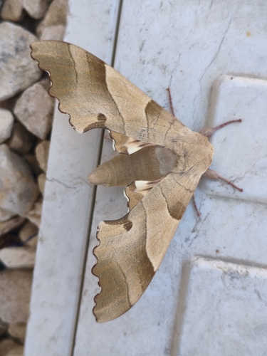 Oak Hawkmoth