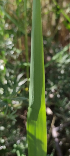 common reed