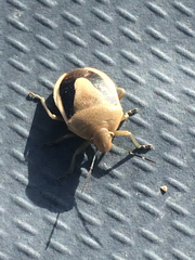 Chlorochroa osborni
