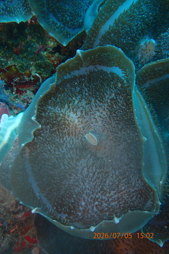 Amplexidiscus fenestrafer observed 2026-07-05