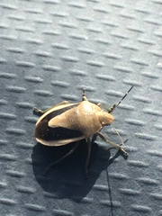 Chlorochroa osborni