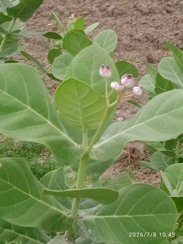 giant milkweed