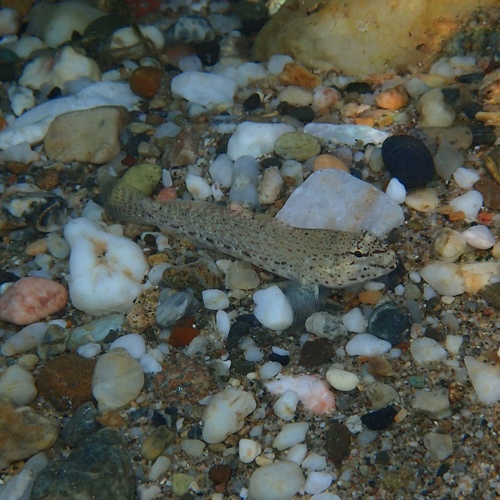 Incognito Goby