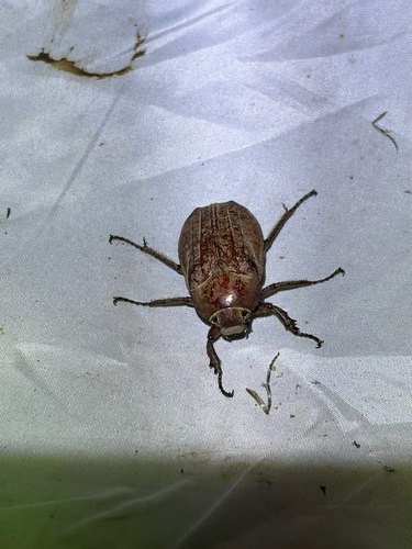 Melolontha incana