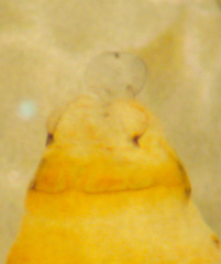 Cuneopalpus cyanops
