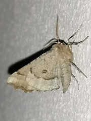 Odontopera bidentata