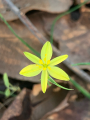 Tricoryne elatior, photograph (c) Millie Brady, some rights reserved (CC BY)