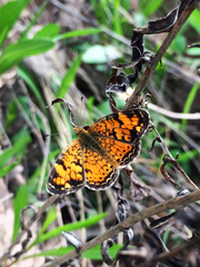 Phyciodes tharos riocolorado