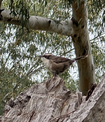 White-browed Babbler