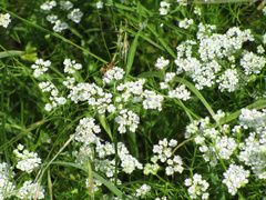 Bifora