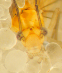 Cuneopalpus cyanops