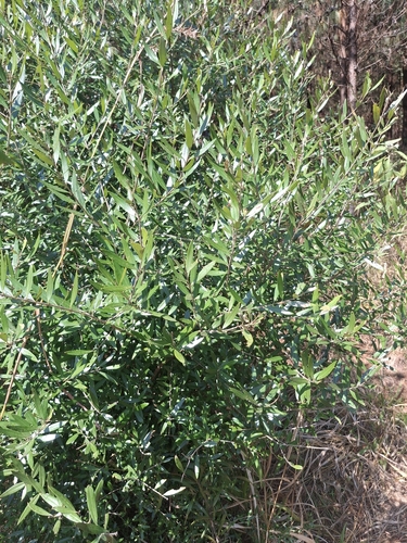 African Wild Olive