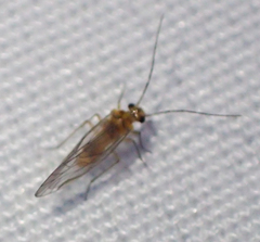 Cuneopalpus cyanops