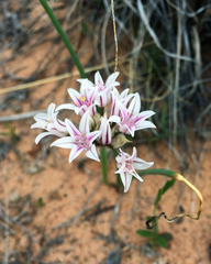 Allium macropetalum