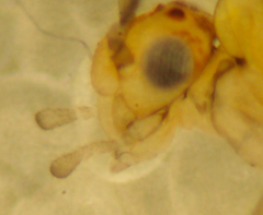 Cuneopalpus cyanops