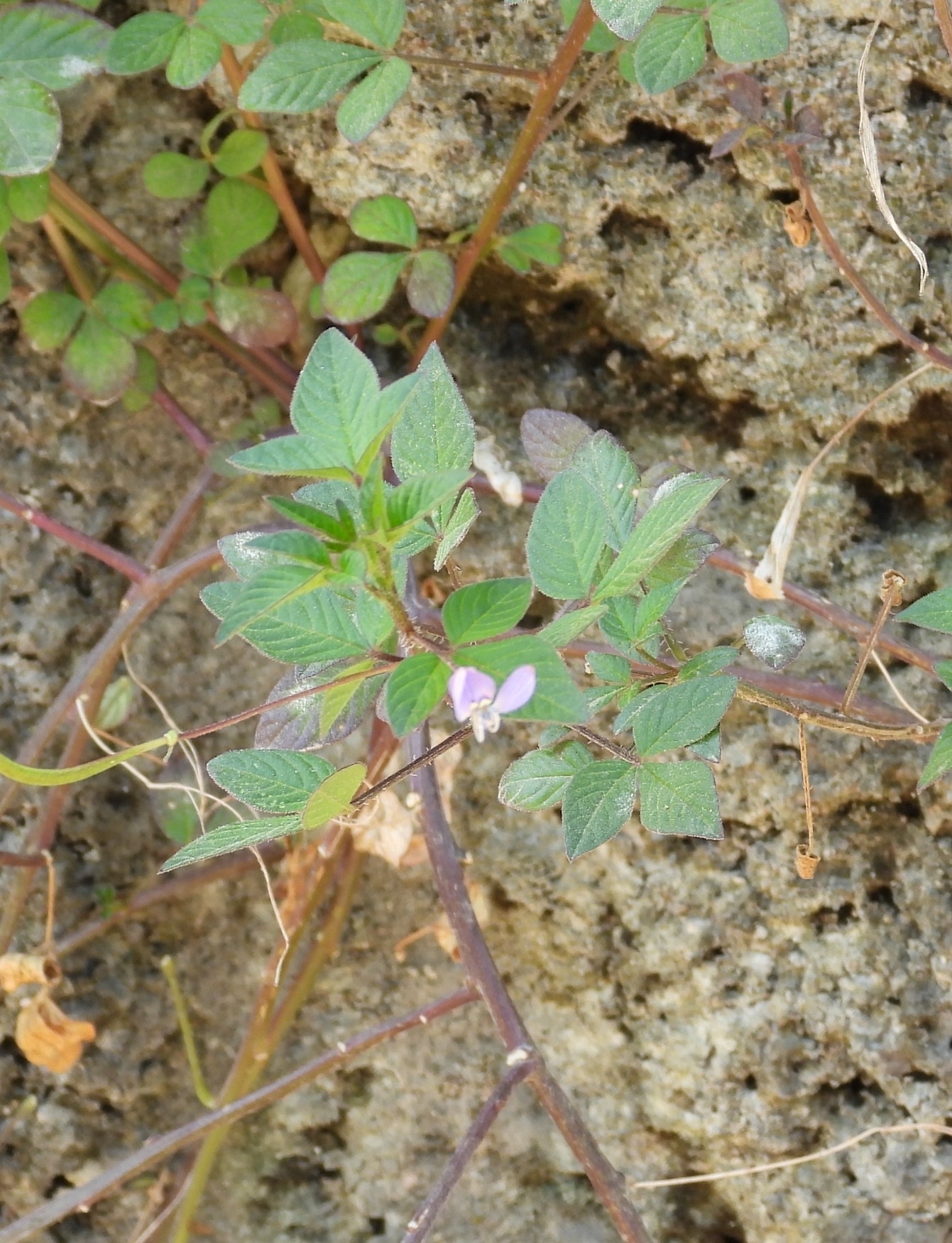 Sieruela rutidosperma — ảnh 2