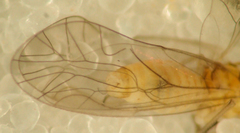 Cuneopalpus cyanops