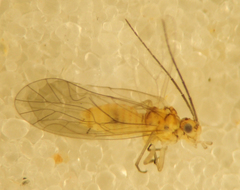 Cuneopalpus cyanops