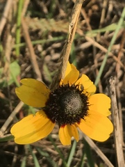 Rudbeckia