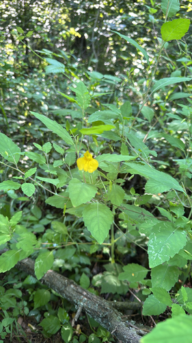 Touch-me-not Balsam