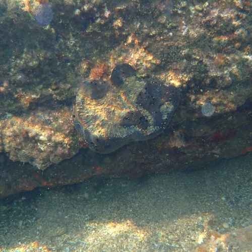 black leather sponge