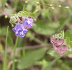 Scutellaria drummondii